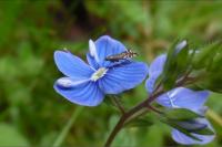 Glyphipterix simpliciella