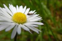 Glyphipterix simpliciella