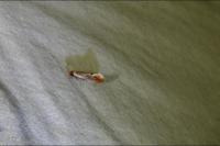 Tinea semifulvella