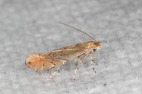 Phyllonorycter messaniella
