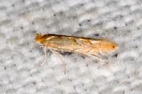 Phyllonorycter messaniella