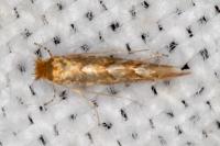 Phyllonorycter messaniella