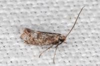Crinopteryx familiella
