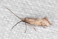 Crinopteryx familiella