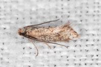 Crinopteryx familiella