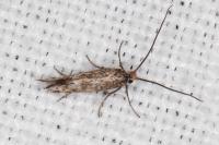 Crinopteryx familiella