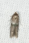 Blastobasis phycidella