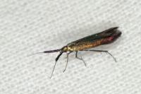 Coleophora