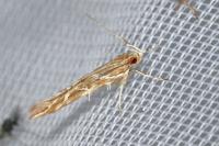 Pyroderces argyrogrammos