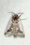 Parahypopta caestrum