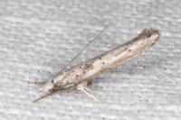 Paradoxus osyridellus