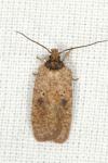 Agonopterix subpropinquella