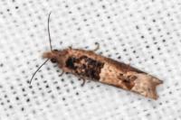 Crocidosema plebejana