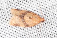 Clepsis consimilana
