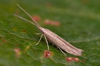 Coleophora texanella