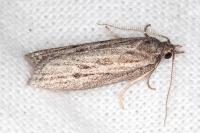 Ditula joannisiana