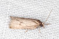 Ditula joannisiana