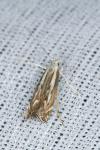 Isophrictis lineatella