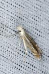 Isophrictis lineatella