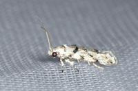 Parastenolechia nigrinotella