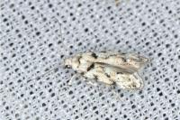 Parastenolechia nigrinotella