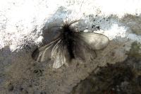 Ptilocephala plumifera