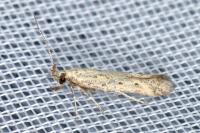 Metzneria