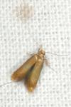 Tischeria