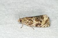 Celypha lacunana