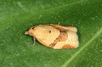 Clepsis consimilana