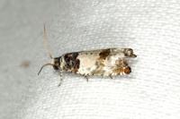 Epinotia thapsiana