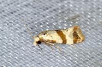 Phalonidia contractana