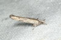 Zelleria oleastrella