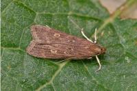 Helcystogramma triannulella
