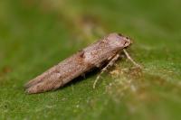 Blastobasis phycidella