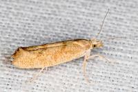 Ypsolopha alpella