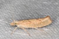 Ypsolopha alpella