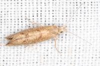 Ypsolopha alpella