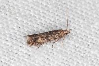Tuta absoluta