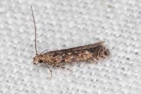 Tuta absoluta