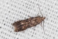 Tuta absoluta
