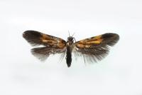 Schiffermuelleria schaefferella