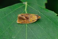 Ptycholoma lecheana