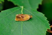 Ptycholoma lecheana