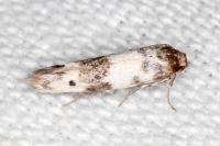 Enolmis acanthella