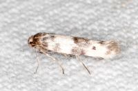 Enolmis acanthella