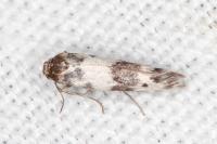 Enolmis acanthella