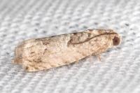 Pammene gallicolana