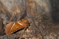 Triodia sylvina