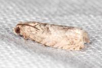Pammene gallicolana